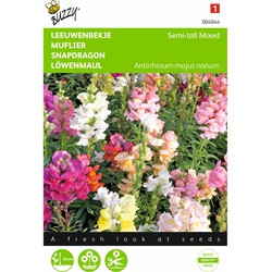 2 stuks - Antirrhinum Majus Nanum Gemengd