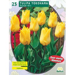 2 stuks - Tulipa Yokohama, Greiggi per 25