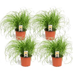 Cyperus - Set van 4 - Kattengras - Pot 12cm - Hoogte 30-40cm