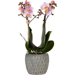 Kolibri Orchids | Phalaenopsis orchidee plant in cementen Marrakesh sierpot grijs | potmaat Ø9cm
