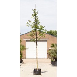 Gewone walnotenboom Juglans regia h 450 cm st. omtrek 16 cm st. hoogte 210 cm