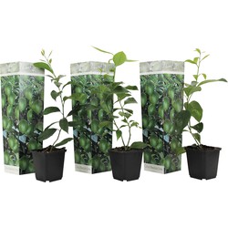 Citrus aurantifolia Limoen - Citroenboom - Set van 3 - Pot 9cm - Hoogte 25-40cm