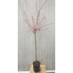 Prunus op 70 cm stam - Warentuin Natuurlijk