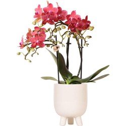 Kolibri Orchids | Rode Phalaenopsis orchidee  Congo + Gummy pot travertine  potmaat Ø9cm | bloeiende kamerplant in bloempot - vers van de kweker