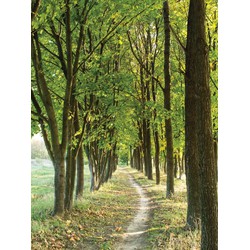 Bomen pad 50x70cm Tuinschilderij - Customize-it
