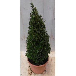 Buxus Piramide 50 cm