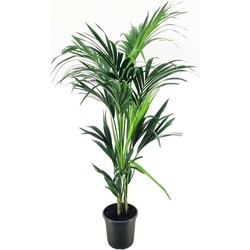 Howea Forsteriana - Kentiapalm - XL kamerplant - Pot 21cm - Hoogte 130-140cm