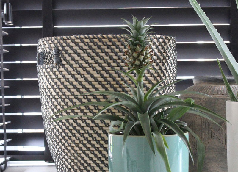 Deze plant helpt tegen snurken!