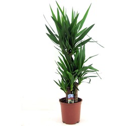 Yucca Elephantipes - Palmlelie - Kamerpalm - Pot 21cm - Hoogte 70-80cm