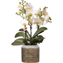 Kolibri Orchids | Phalaenopsis orchidee Blossom wit in Grey Edge Gold sierpot - Ø9cm
