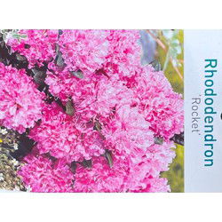 Rhododendron Rocket