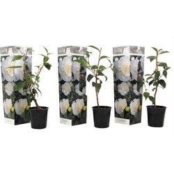 Camellia Japonica - Set van 3 - Wit - Japanse Rozen - Pot 9cm - Hoogte 25-40cm