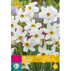 2 stuks - Narcissus recurvus 12 bollen