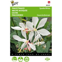 5 stuks - Gaura lindheimerii Sparkle White Tuinplus - Buzzy