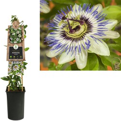 3 stuks - Klimplant Passiflora caerulea 75 cm