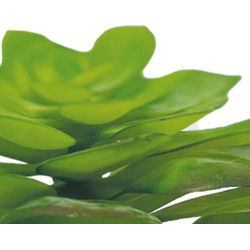 Repto Aquadistri plant echeveria
