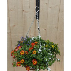 Hanging basket zomerbloeiers kleurenmix h25 cm - Warentuin Natuurlijk