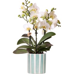 Kolibri Orchids | witte phalaenopsis orchidee Lausanne + Painted Stripe sierpot turquoise - potmaat Ø9cm | bloeiende kamerplant - vers van de kweker