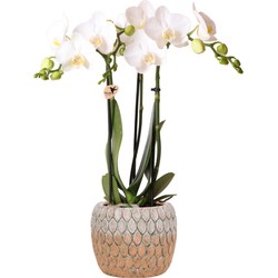 Kolibri Orchids | Phalaenopsis orchidee plant in cementen Marrakesh sierpot oranje - 40cm hoog - Ø9cm | wit