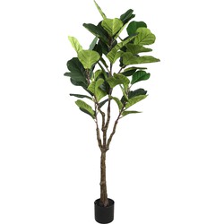 PTMD Tree Green fiddle leaf fig in black pot medium