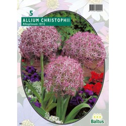 3 stuks - Allium Albopilosum Christophii per 5 bloembollen