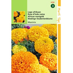 2 stuks - Tagetes Erecta Nana Maximix Mengsel