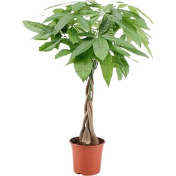 Pachira aquatica 'Geldboom' - Pot 17cm - Hoogte 60-70cm