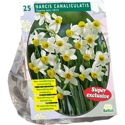 Narcis Canaliculatis per 25 bloembollen