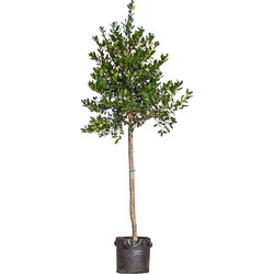 Hulst hoogstam Ilex Nellie R. Stevens h 262,5 cm st. omtrek 8 cm - Warentuin Natuurlijk