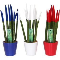 Sansevieria Cylindrica - Velvet Touch - Mix x3 - Pot 9cm - Hoogte 20-40cm