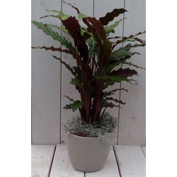 Calathea rood blad taupe pot 40 cm - Warentuin Natuurlijk