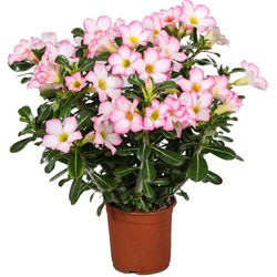 Adenium roseum - Woestijnroos kamerplant - Pot 14cm - Hoogte 30-50cm