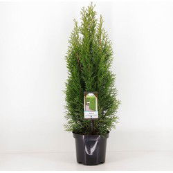 Thuja occidentalis smaragd 40-60 cm