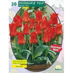 2 stuks - Tulipa Roodkapje, Greigii per 30