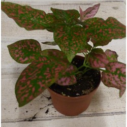 Kamerplant Hypoestes rood