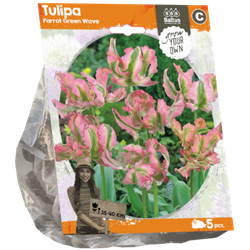 Tulipa Parrot Green Wave per 5 bloembollen