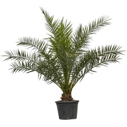 Dadelpalm Phoenix canariensis 187,5 cm - Warentuin Natuurlijk