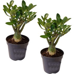 Adenium Obesum - Set van 2 - Woestijnroos bloeiend - Pot 10,5cm - Hoogte 25-40cm