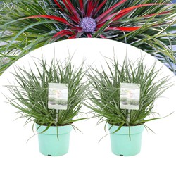 Fascicularia 'Bicolor' - Set van 2 - Siergras - Pot 13cm - Hoogte 20-30cm