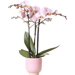 Kolibri Orchids | Roze phalaenopsis orchidee in roze Glazed sierpot - potmaat Ø12cm