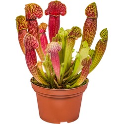 Vleesetende plant | Sarracenia per stuk - Binnen- en buitenplant in kwekerspot ⌀12 cm -↕10-12 cm
