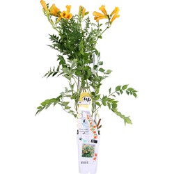 Hello Plants Campsis Summer Jazz Gold Trompetklimmer - Klimplant - Ø 15 cm - Hoogte: 65 cm