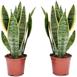 Sansevieria Laurentii - Set van 2 - Vrouwentong - Pot 12cm - Hoogte 30-40cm