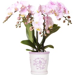 Kolibri Orchids | roze orchidee Portugal + Malaga sierpot roze - potmaat Ø9cm | bloeiende kamerplant - vers van de kweker