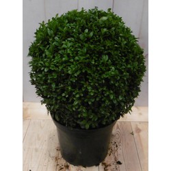 Buxus Bol 15 cm - Warentuin Natuurlijk