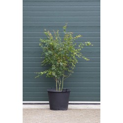 Gewone Japanse esdoorn Acer palmatum h 187,5 cm