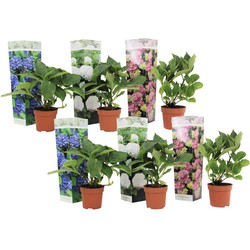 Hydrangea macrophylla - Mix van 6 - Hortensia - Pot 10,5cm - Hoogte 25-40cm