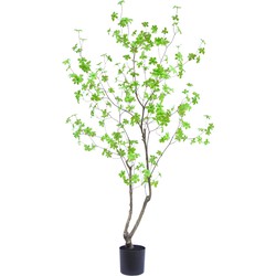 Kunstplant Enkianthus Elite 180 cm | NeverLeafs