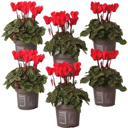 Rode Cyclamen - Set van 6 - Pot 9cm - 10-20cm