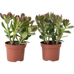 Geldboom - Set van 2 - Crassula ovata - Hoogte 15-25 cm - ø 12 cm